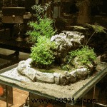 How to Create a Stunning Mini Water Garden: Indoor and Outdoor Guide