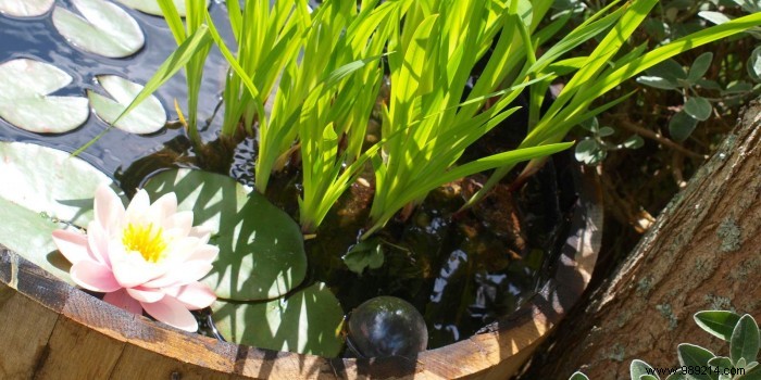 How to Create a Stunning Mini Water Garden: Indoor and Outdoor Guide