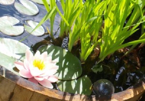 How to Create a Stunning Mini Water Garden: Indoor and Outdoor Guide