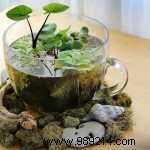 How to Create a Stunning Mini Water Garden: Indoor and Outdoor Guide