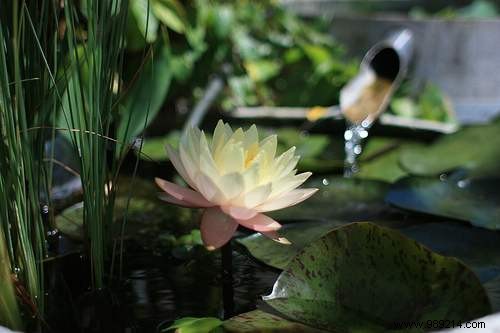 How to Create a Stunning Mini Water Garden: Indoor and Outdoor Guide