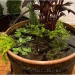 How to Create a Stunning Mini Water Garden: Indoor and Outdoor Guide