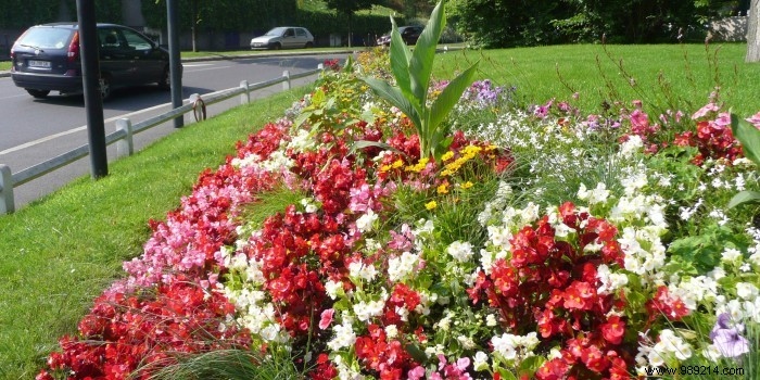 How to Design and Maintain a Vibrant Summer Flower Bed: Expert Gardening Guide