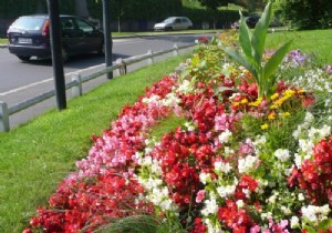 How to Design and Maintain a Vibrant Summer Flower Bed: Expert Gardening Guide