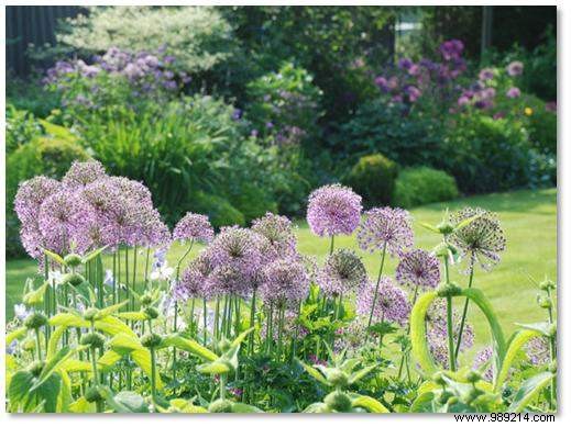 How to Design and Maintain a Vibrant Summer Flower Bed: Expert Gardening Guide