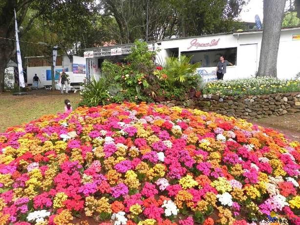 How to Design and Maintain a Vibrant Summer Flower Bed: Expert Gardening Guide