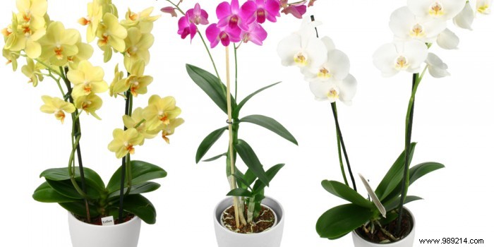 Expert Guide: How to Select a Healthy, Thriving Orchid