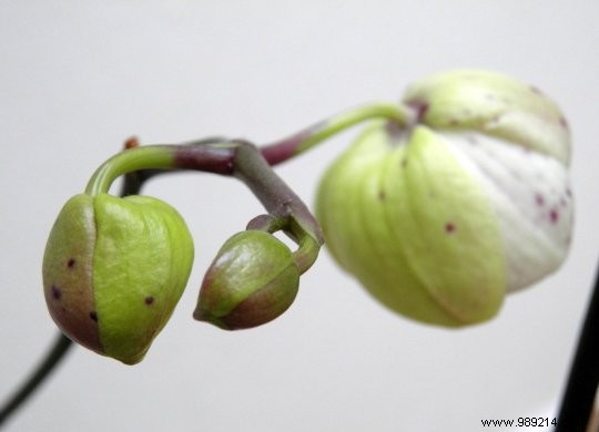 Expert Guide: How to Select a Healthy, Thriving Orchid