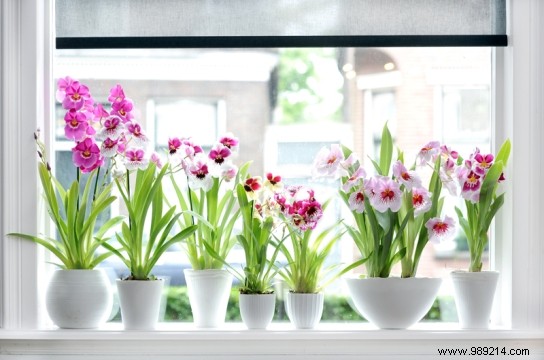 Expert Guide: How to Select a Healthy, Thriving Orchid
