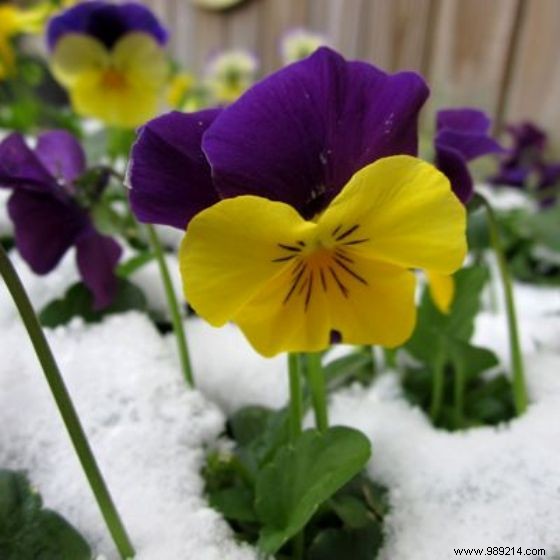 Best Winter-Blooming Plants for a Vibrant Garden: Expert Picks