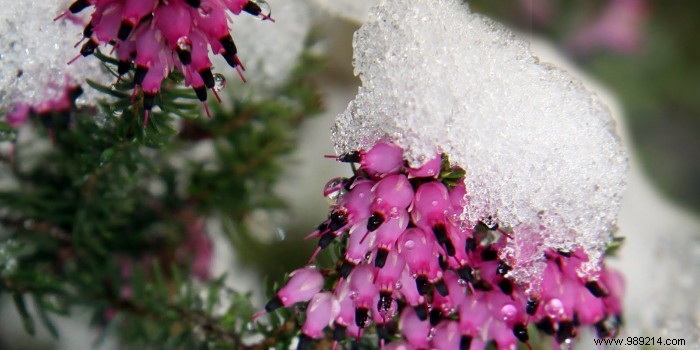 Best Winter-Blooming Plants for a Vibrant Garden: Expert Picks