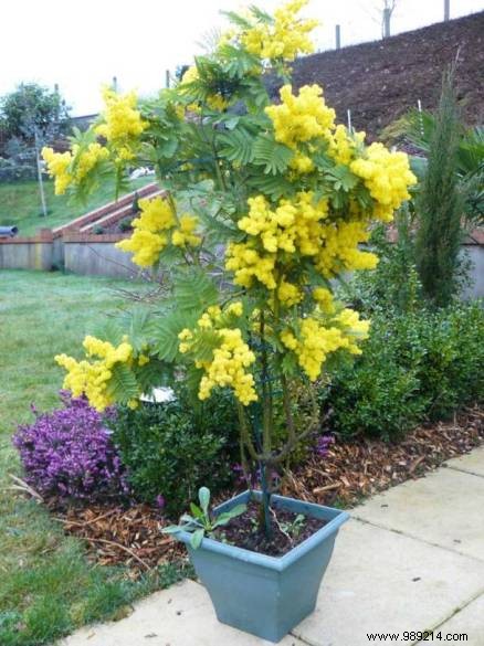 Best Winter-Blooming Plants for a Vibrant Garden: Expert Picks