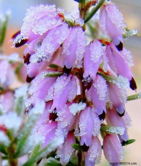 Best Winter-Blooming Plants for a Vibrant Garden: Expert Picks