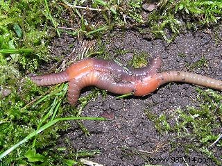 Proven Ways to Recycle Organic Waste at Home: Composting for Gardens and Vermicomposting for Apartments