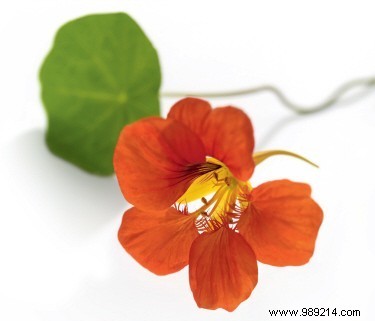 Edible Flowers: Turn Your Garden into a Flavorful Feast