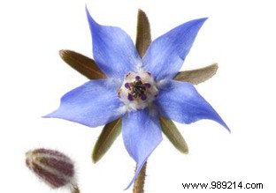 Edible Flowers: Turn Your Garden into a Flavorful Feast