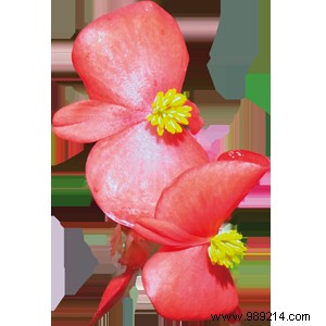 Edible Flowers: Turn Your Garden into a Flavorful Feast