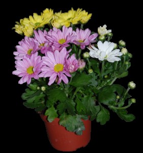 Edible Flowers: Turn Your Garden into a Flavorful Feast