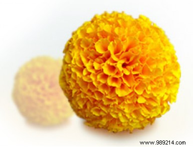 Edible Flowers: Turn Your Garden into a Flavorful Feast