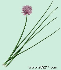 Edible Flowers: Turn Your Garden into a Flavorful Feast