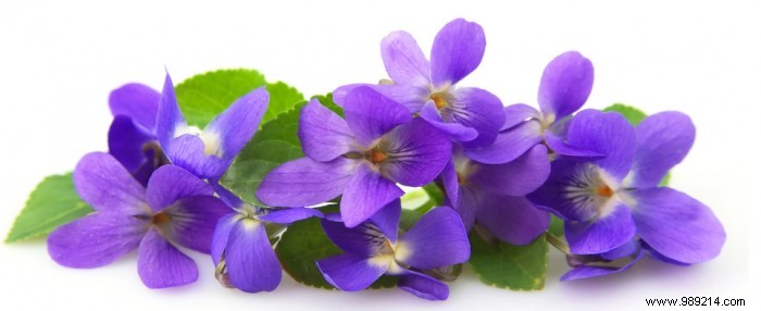 Edible Flowers: Turn Your Garden into a Flavorful Feast