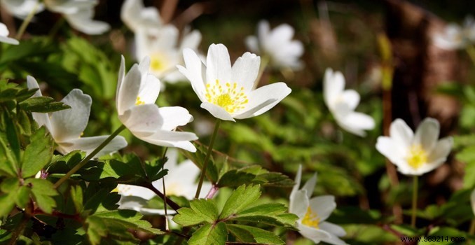 Key Professionals for Designing and Maintaining Your Perfect Garden