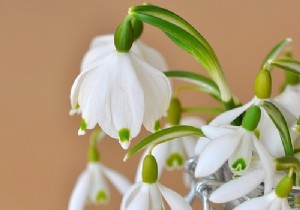 3 Must-Plant Spring Flowers for a Vibrant, Low-Maintenance Garden