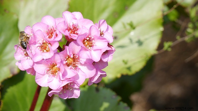 3 Must-Plant Spring Flowers for a Vibrant, Low-Maintenance Garden