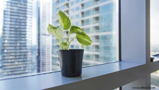 Why Add Green Plants to Your Office: Proven Benefits and Top Recommendations