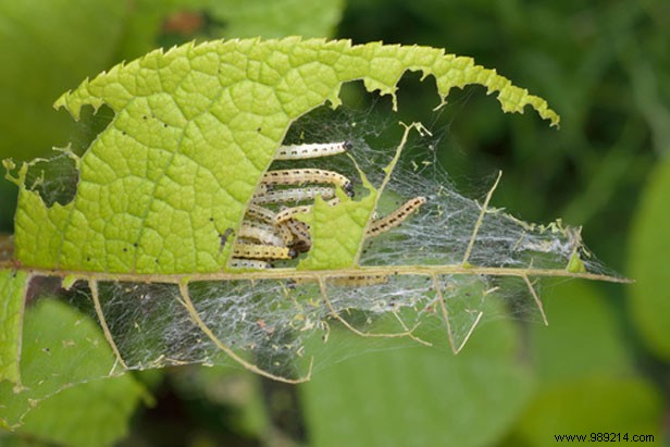Proven Natural Strategies to Eliminate Garden Pests and Safeguard Your Plants