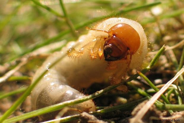 Proven Natural Strategies to Eliminate Garden Pests and Safeguard Your Plants