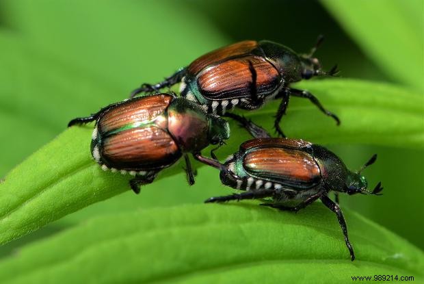 Proven Natural Strategies to Eliminate Garden Pests and Safeguard Your Plants