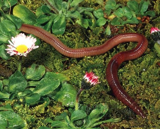 Proven Natural Strategies to Eliminate Garden Pests and Safeguard Your Plants