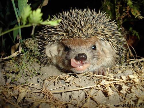 Proven Natural Strategies to Eliminate Garden Pests and Safeguard Your Plants