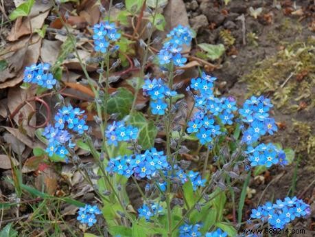 April Gardening Guide: Essential Tasks to Revive Your Garden This Spring