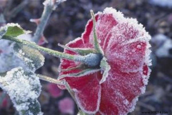 Expert Guide: How to Protect Your Roses from Winter Frost