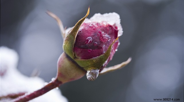 Expert Guide: How to Protect Your Roses from Winter Frost