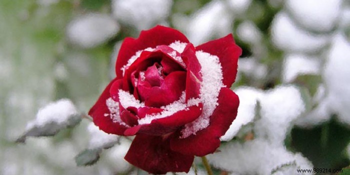 Expert Guide: How to Protect Your Roses from Winter Frost