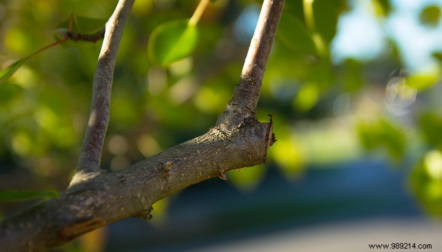 Expert Guide: How to Prune a Tree in 6 Proven Steps