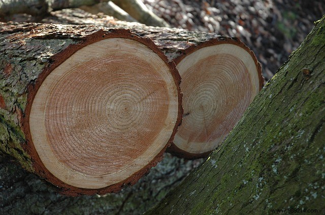 Expert Guide: How to Prune a Tree in 6 Proven Steps