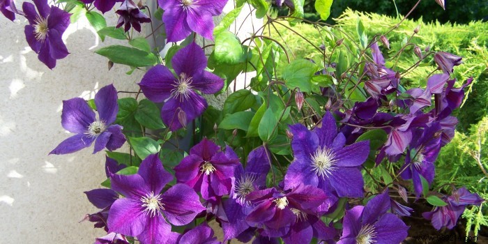 How to Choose the Perfect Flowering Climbing Plant for Your Home