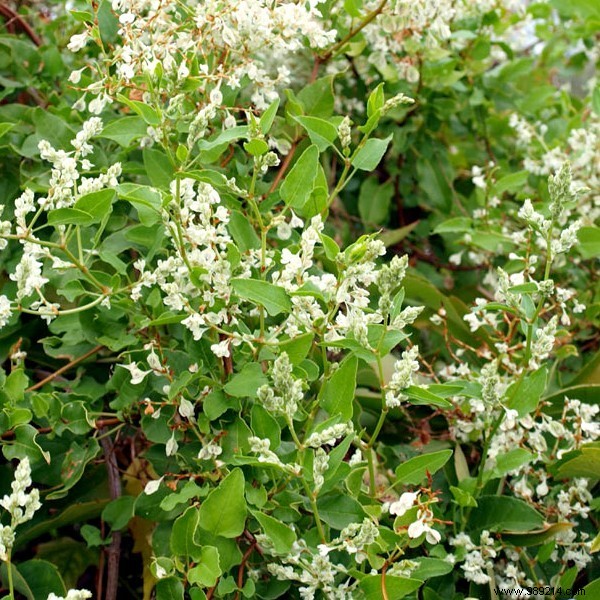 How to Choose the Perfect Flowering Climbing Plant for Your Home