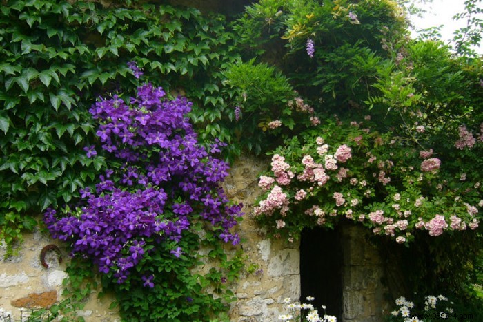 How to Choose the Perfect Flowering Climbing Plant for Your Home