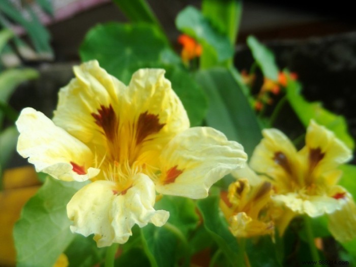 How to Choose the Perfect Flowering Climbing Plant for Your Home