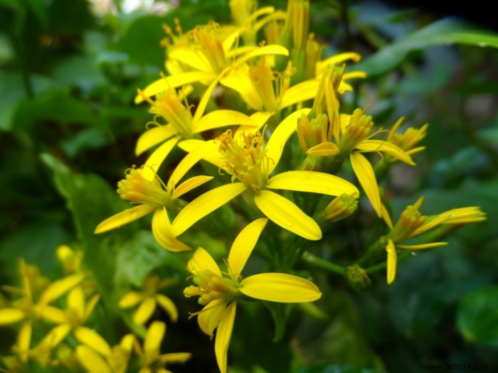 How to Choose the Perfect Flowering Climbing Plant for Your Home