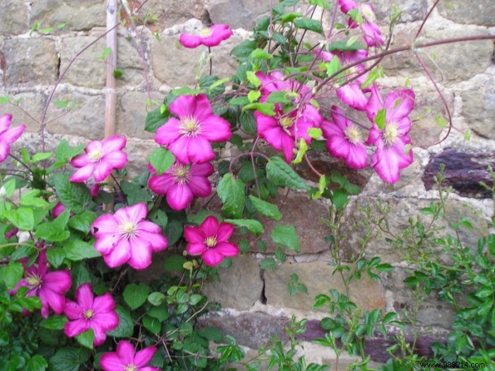 How to Choose the Perfect Flowering Climbing Plant for Your Home