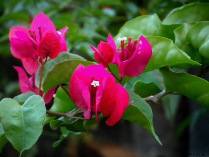 How to Choose the Perfect Flowering Climbing Plant for Your Home