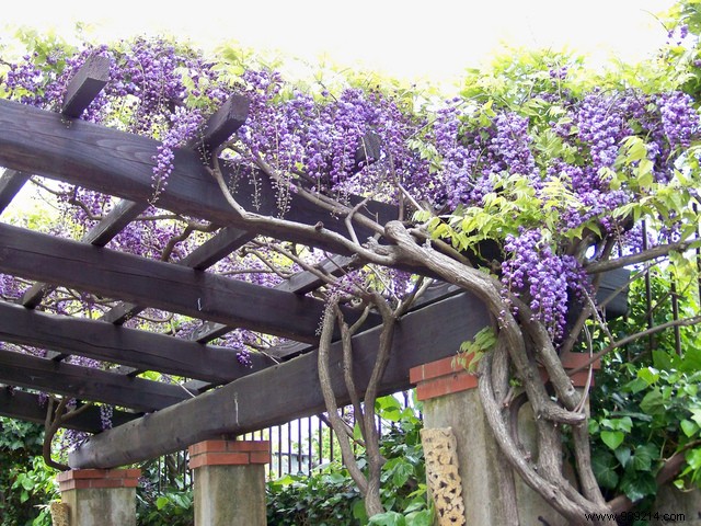 Enhance Your Garden with Elegant Pergolas and Arbors: Expert Guide