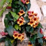 Enhance Your Garden with Elegant Pergolas and Arbors: Expert Guide