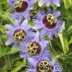 Enhance Your Garden with Elegant Pergolas and Arbors: Expert Guide